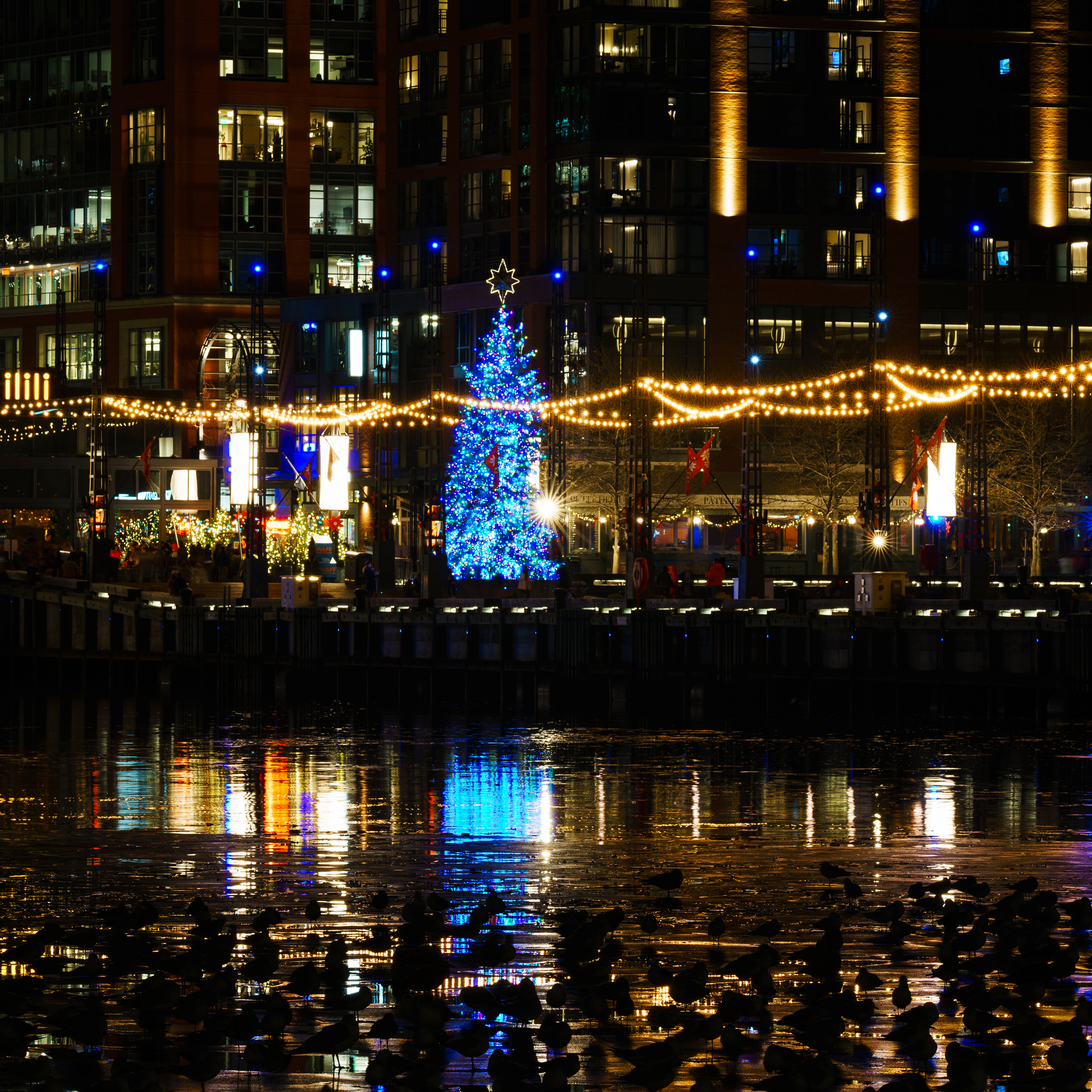 Tree at Wharf at Night